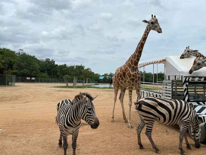 Kanchanaburi Safari Park: Unleash Your Wild Side on an Unforgettable Adventure!