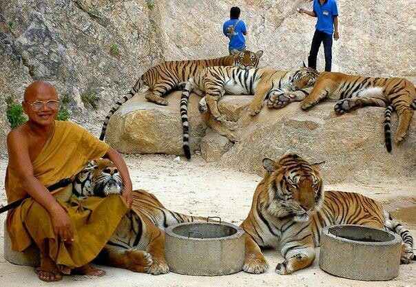 Tiger Temple in Kanchanaburi Thailand, Thailand Tourism, Tiger Temple